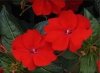 Sunpatiens czerwony 6 szt.